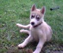 Sibi�sk� husky