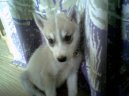 Sibi�sk� husky