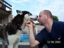 Sibi�sk� husky
