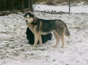 Sibi�sk� husky