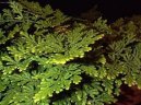 Selaginella