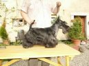 Scottish terrier