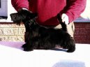 Scottish terrier