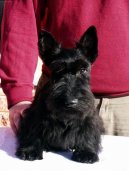 Scottish terrier