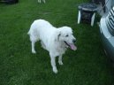 Slovensk� �uva�
