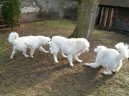 Slovensk� �uva�