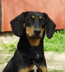 Smalandsst�vare, Smaland Hound