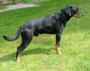 Smalandsst�vare, Smaland Hound