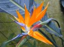 Strelitzia