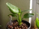 Strelitzia