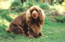 Sussex spaniel \(Dog standard\)