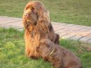 Sussex spaniel \(Dog standard\)