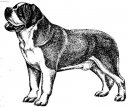 Svatobernarsk� pes