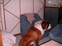 Svatobernarsk� pes