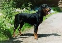 Schweizerischer Niederlaufhund � Petit chien courant suisse, Small Swiss Hound