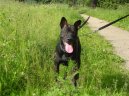 Thajsk� ridgeback