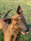 Thajsk� ridgeback