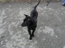 Thajsk� ridgeback
