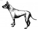 Thajsk� ridgeback
