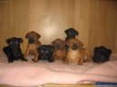 Thajsk� ridgeback