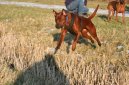 Thajsk� ridgeback