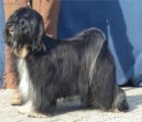 Tibetsk� teri�r