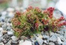 Crassula
