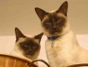 Tonkinese