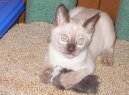 Tonkinese