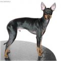 Toy Terrier