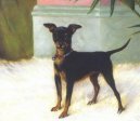 Toy Terrier