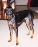 Toy Terrier