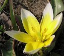 Tulip�n