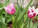 Tulip�n
