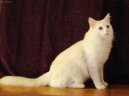 Turkish Angora