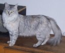 Turkish Angora
