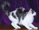 Turkish Angora