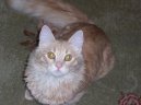Turkish Angora
