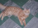 Turkish Angora