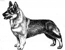 Vastgotaspets, Swedish Vallhund