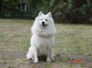 Deutscher spitz - Grossspitz, German Spitz � Giant Spitz