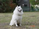 Deutscher spitz - Grossspitz, German Spitz � Giant Spitz