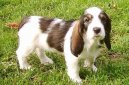 Grand Basset griffon vend�en, Grand Basset Griffon Vendeen