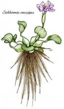 Vodn� hyacint
