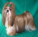 V�stavn� �prava shih-tzu