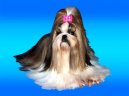 V�stavn� �prava shih-tzu