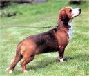 Westf�lische Dachsbracke, Westphalian Dachsbracke