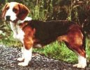 Westf�lische Dachsbracke, Westphalian Dachsbracke