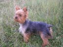 Jork��rsk� terier, Yorkshire Terrier,
