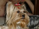 Jork��rsk� terier, Yorkshire Terrier,